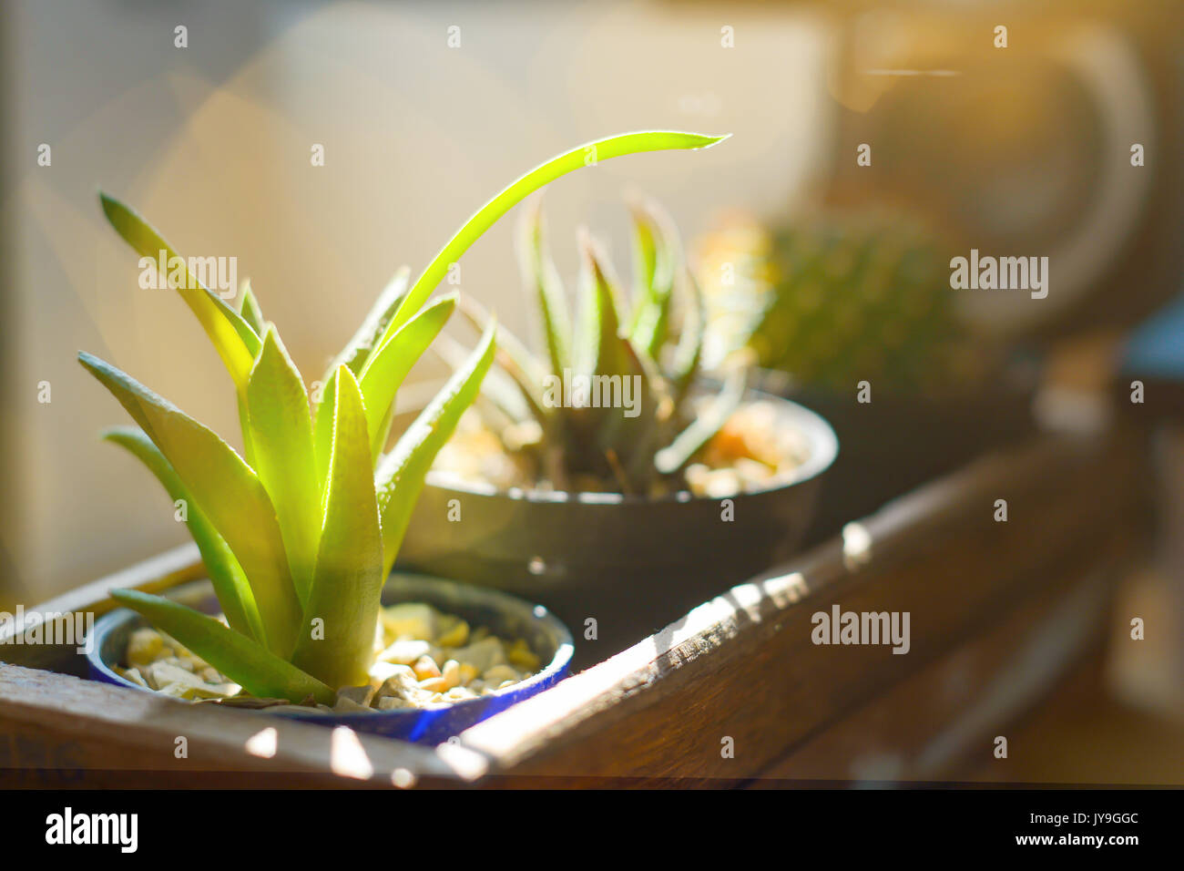 Piccolo Cactus nella scatola di legno con sun soffice e leggera sfocatura sullo sfondo Foto Stock