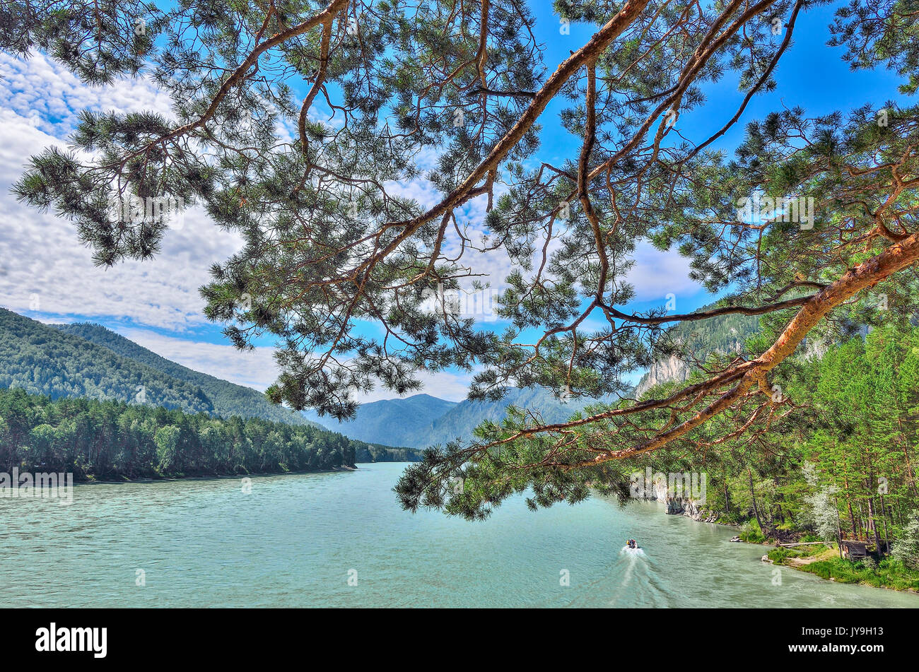 Incredibile turchese fiume di montagna tra rive boscose - sunny estate paesaggio con ramo verde di pini su un primo piano Foto Stock