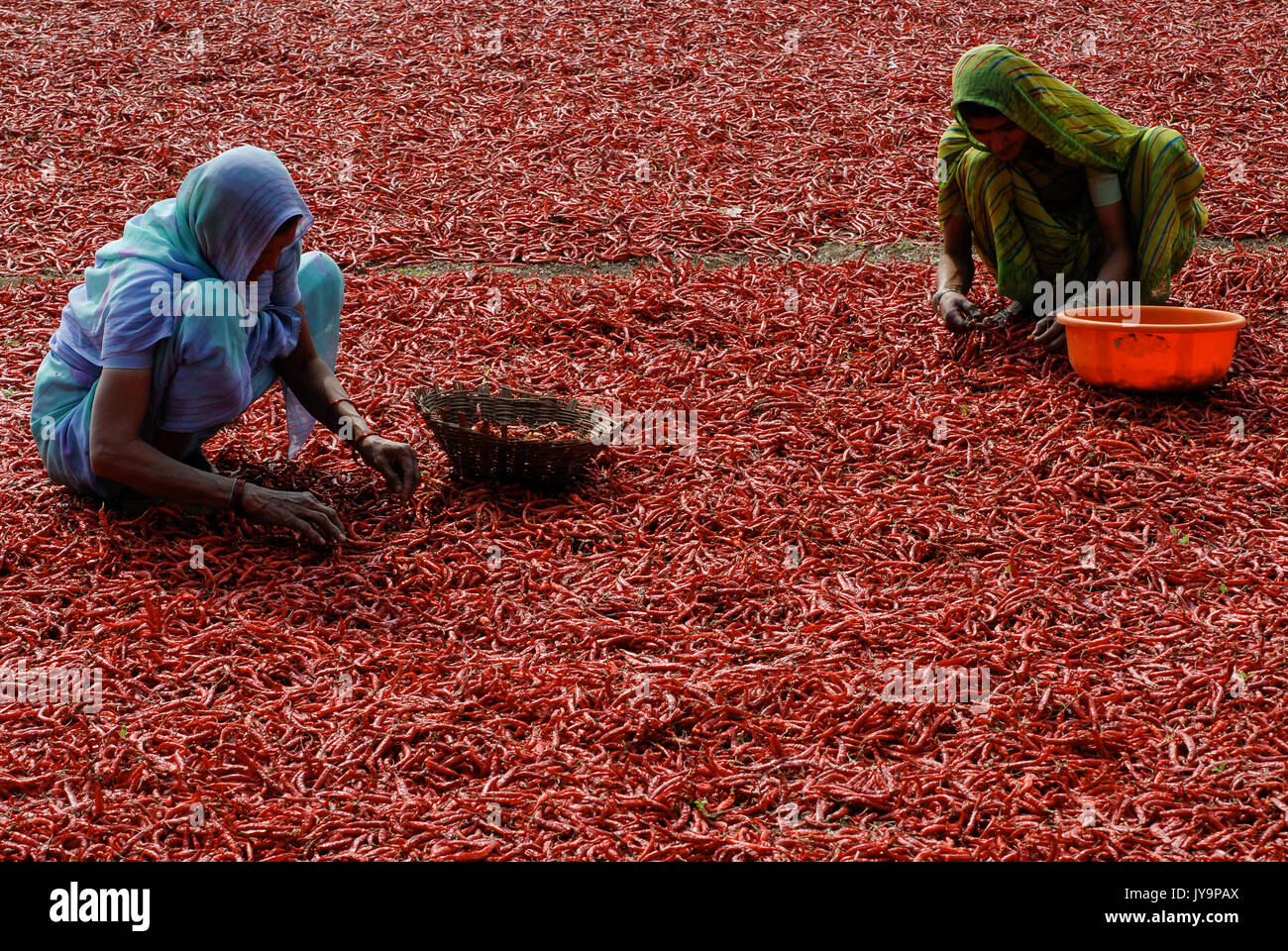 INDIA Madhya Pradesh , di raccolta e di essiccazione del peperoncino rosso in fattoria / INDIEN, Ernte und Trocknung von roten peperoncini rossi Foto Stock