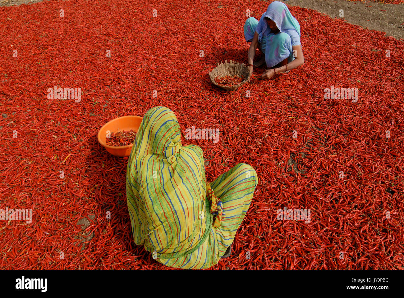 INDIA Madhya Pradesh , di raccolta e di essiccazione del peperoncino rosso in fattoria / INDIEN, Ernte und Trocknung von roten peperoncini rossi Foto Stock