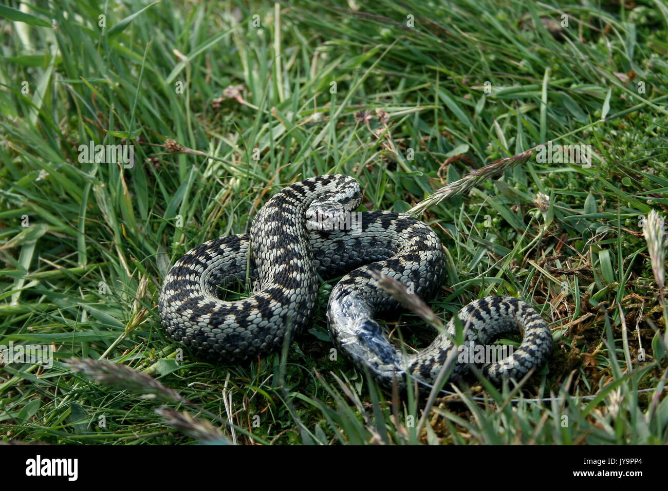 Politica europea comune in materia di sommatore maschio dotato di radio tag di tracciamento per progetto di telemetria, Vipera berus, sulle colline di Malvern, Worcestershire, Herefordshire. Regno Unito Foto Stock