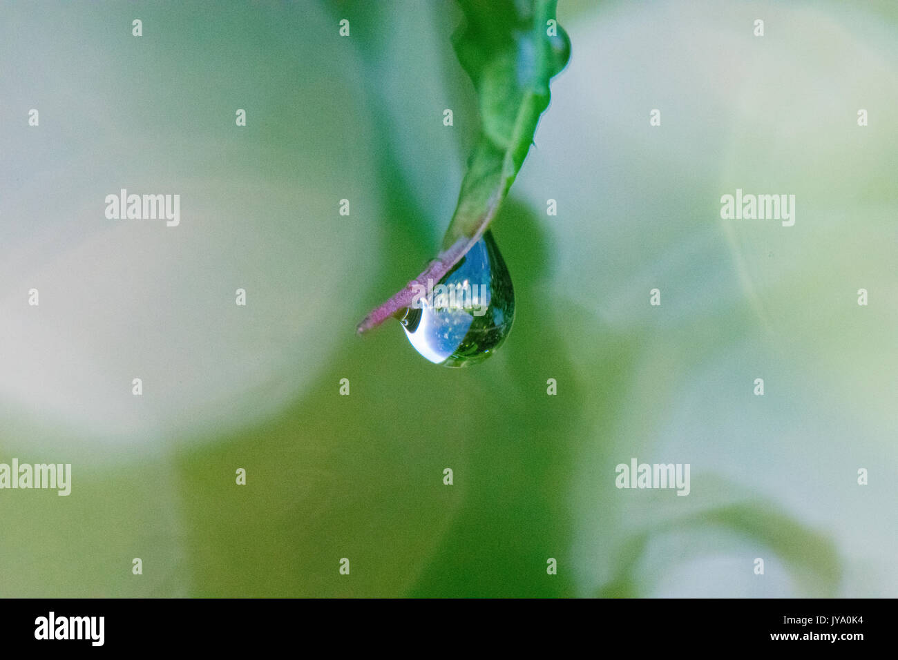 Una goccia di pioggia si blocca sulla punta di una foglia verde. Foto Stock