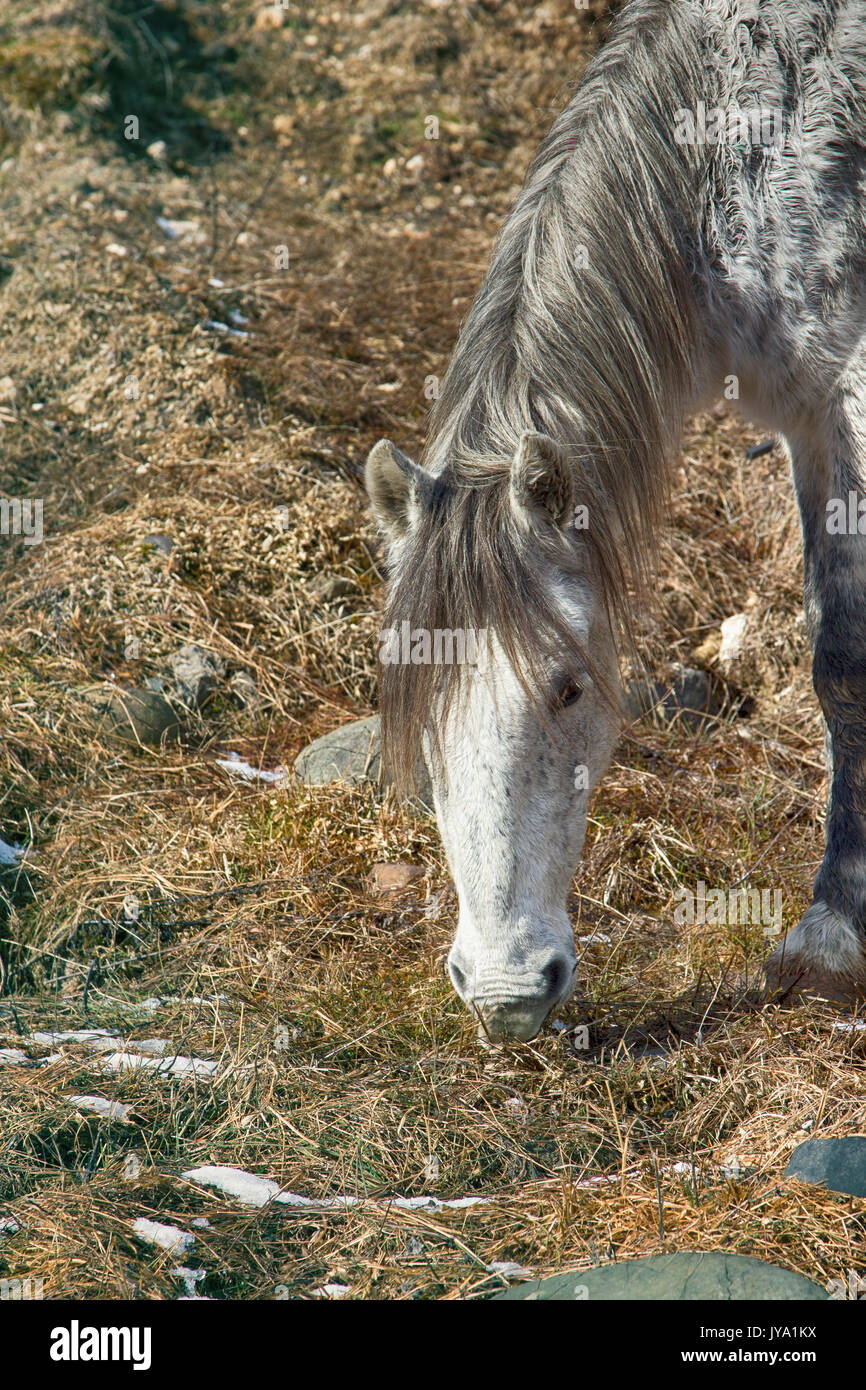 Asian cavalli selvatici. Capelli lunghi, corpo bassa, piccolo e stretto rettangolo di testa. Tali cavalli utilizzati dagli invasori Mongol-Tatar nel medioevo. Caucaso Foto Stock