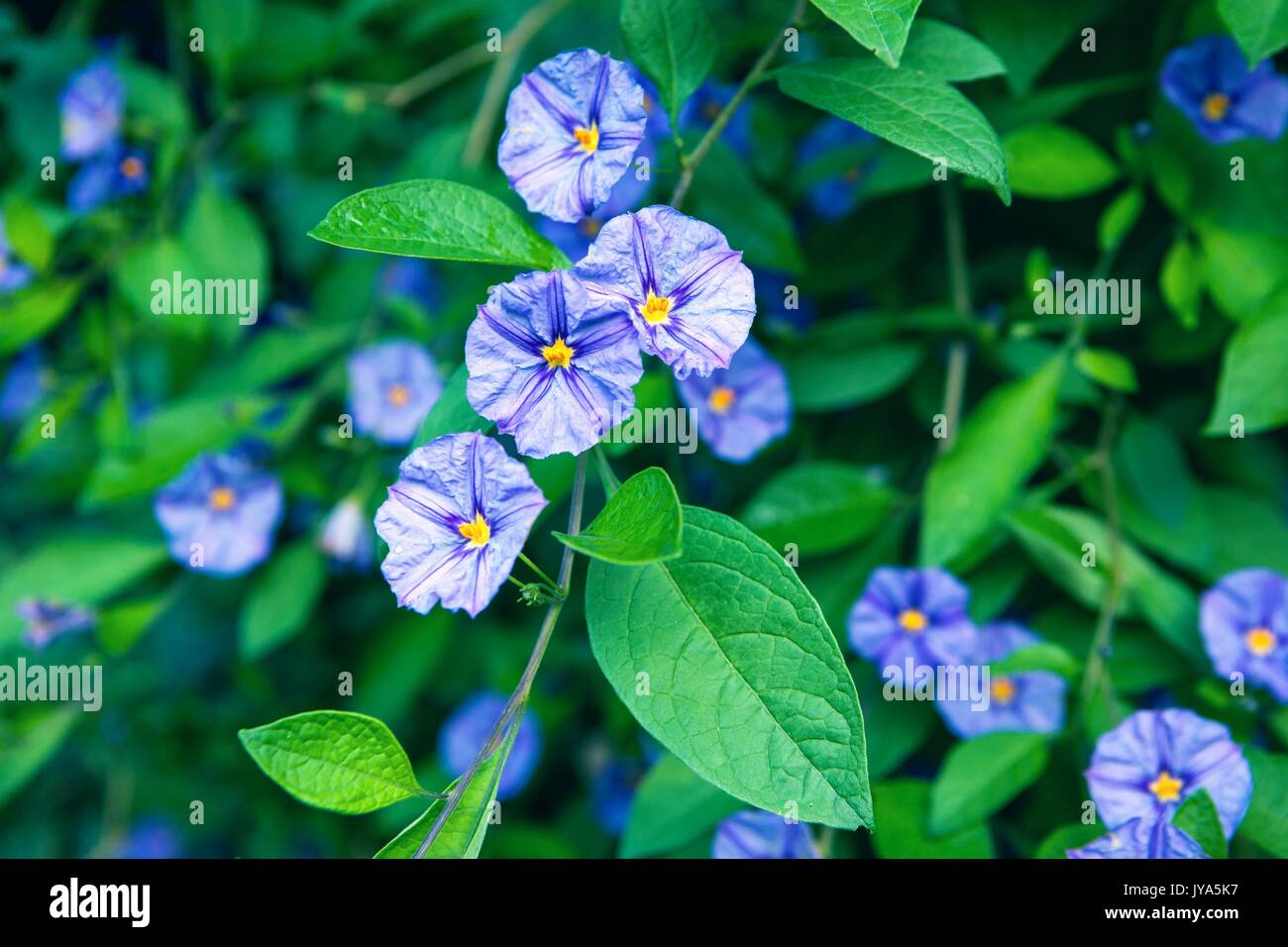 Bella terra gloria di mattina nel giardino i colori freddi closeup Foto Stock