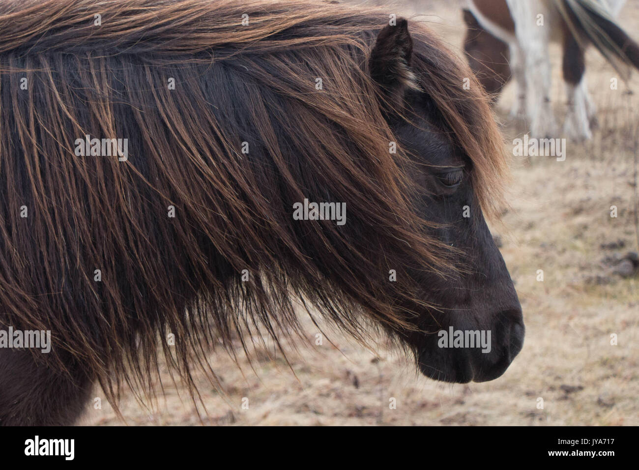 Pony selvatici di Grayson Highlands State Park Foto Stock