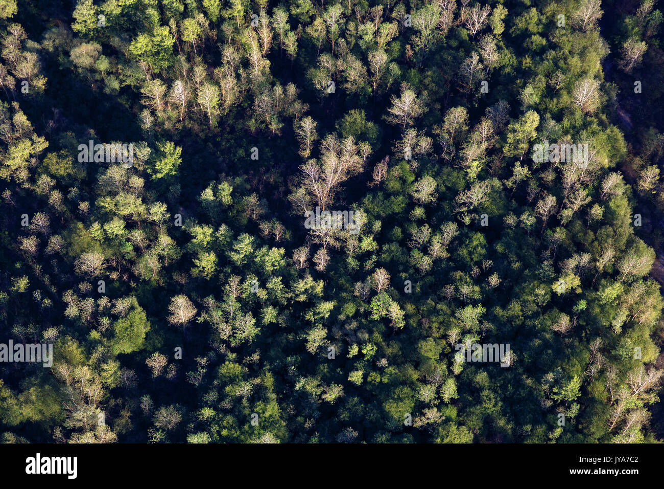 Vista aerea della foresta alluvionale del fiume Drava Foto Stock