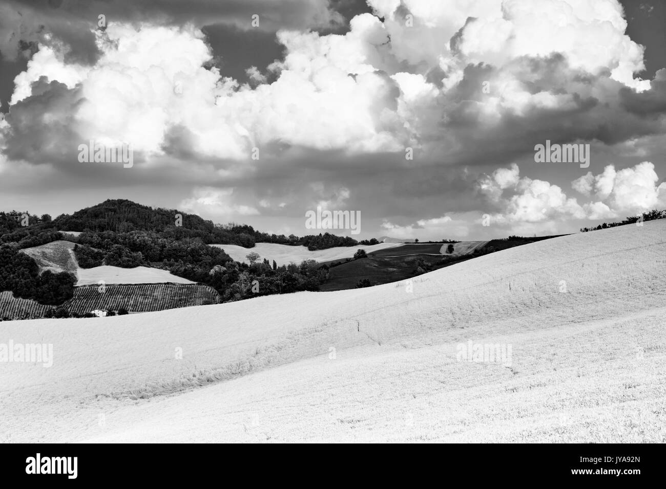 Paesaggio rurale in estate lungo la strada da Santa Maria della Versa al Carmine (Pavia Lombardia). In bianco e nero Foto Stock
