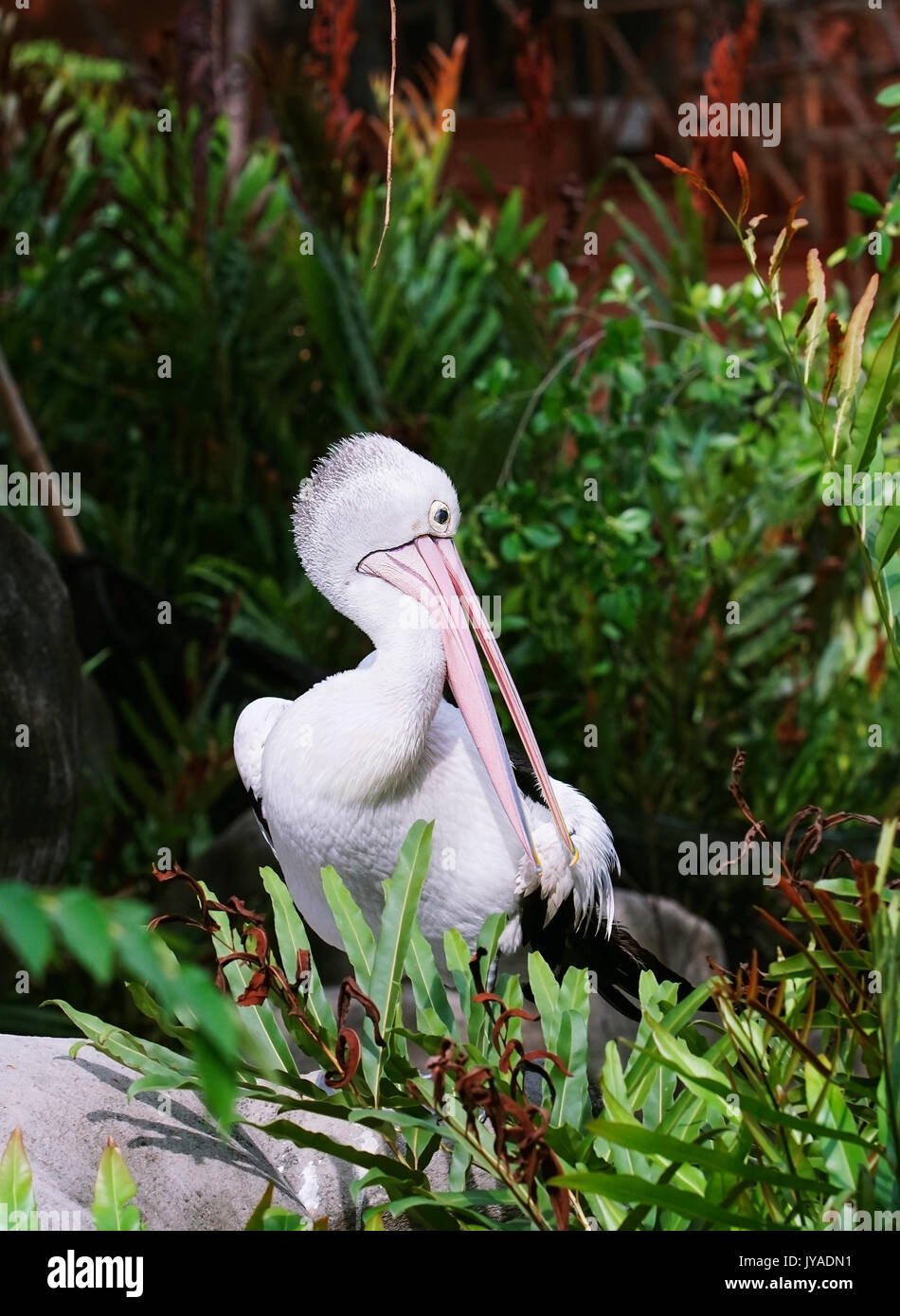 Australian pelican Pelecanus conspicillatus tra piante verdi di tornitura e di graffiare il suo lungo collo bianco. Foto Stock