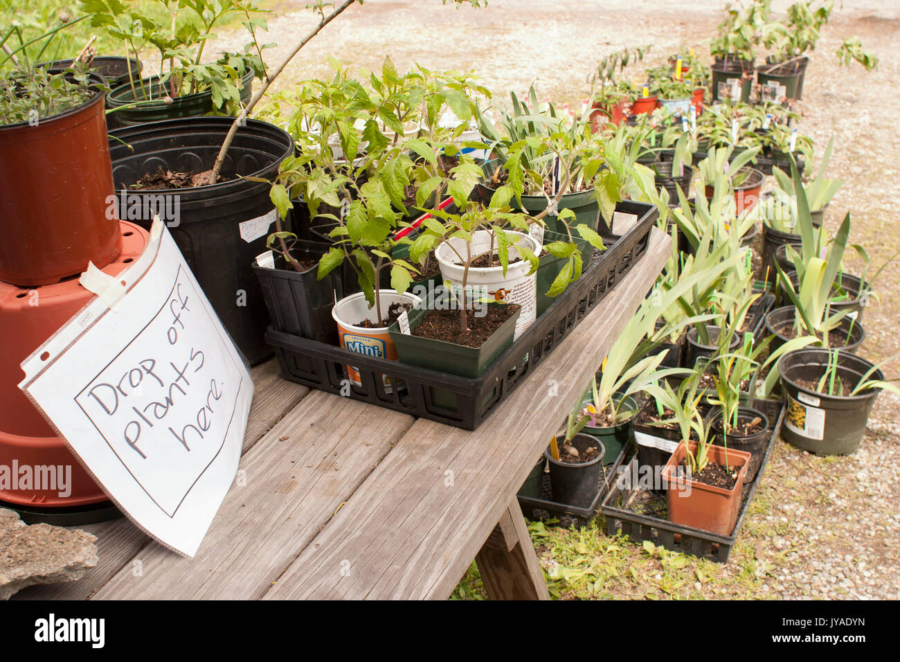 Williamstown garden club raccoglie le piante per la loro annuale città pianta vendita. Foto Stock