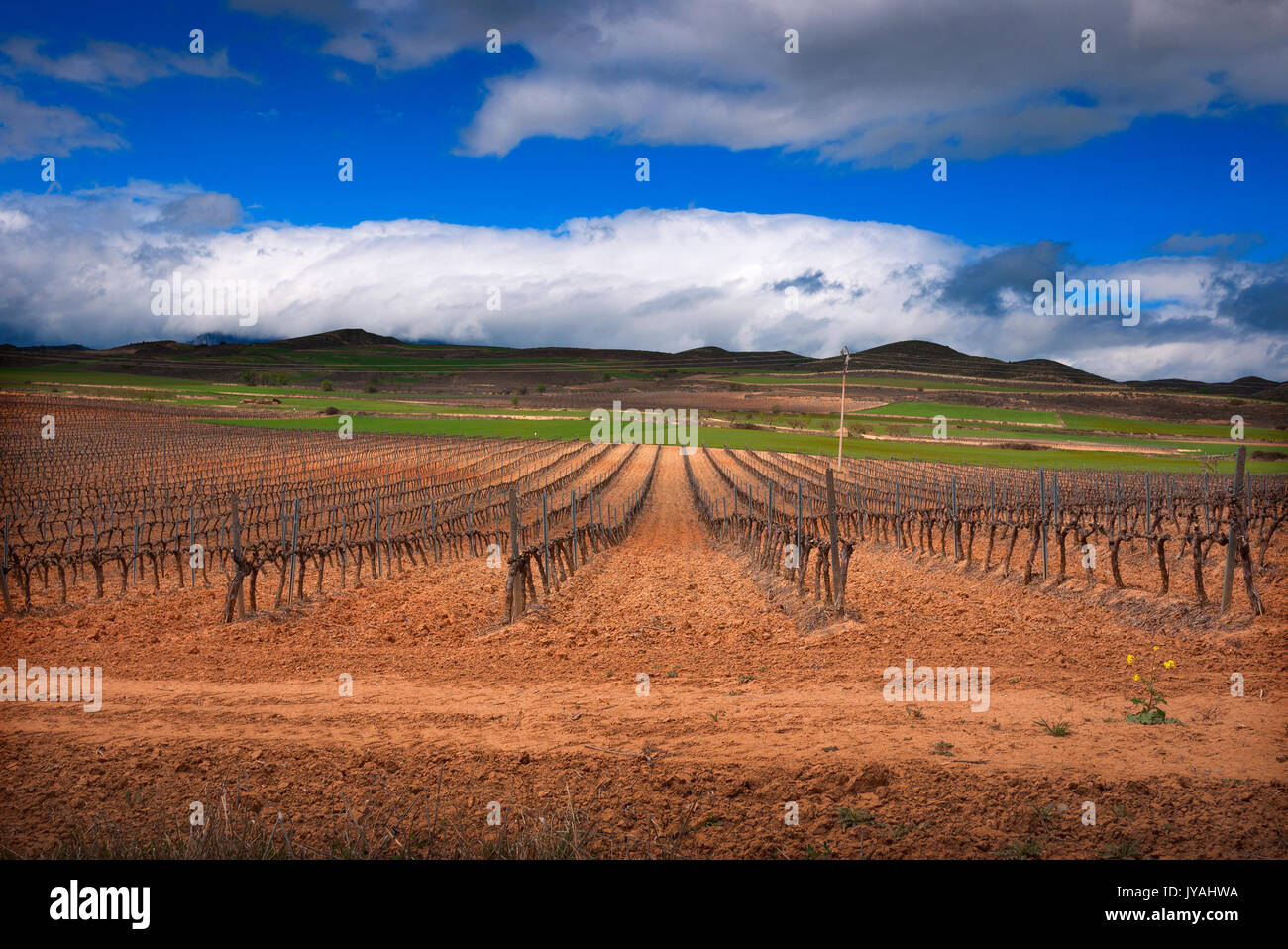 Vitigni di La Rioja, regione della Spagna in primavera.. Foto Stock