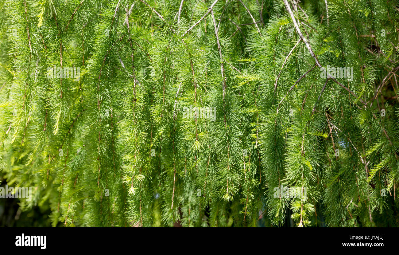 Sfondo di verdi foglie di larice Foto Stock
