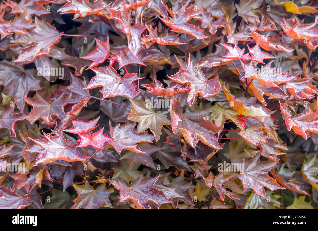 Red fogliame di un Giappone acero. Foto Stock