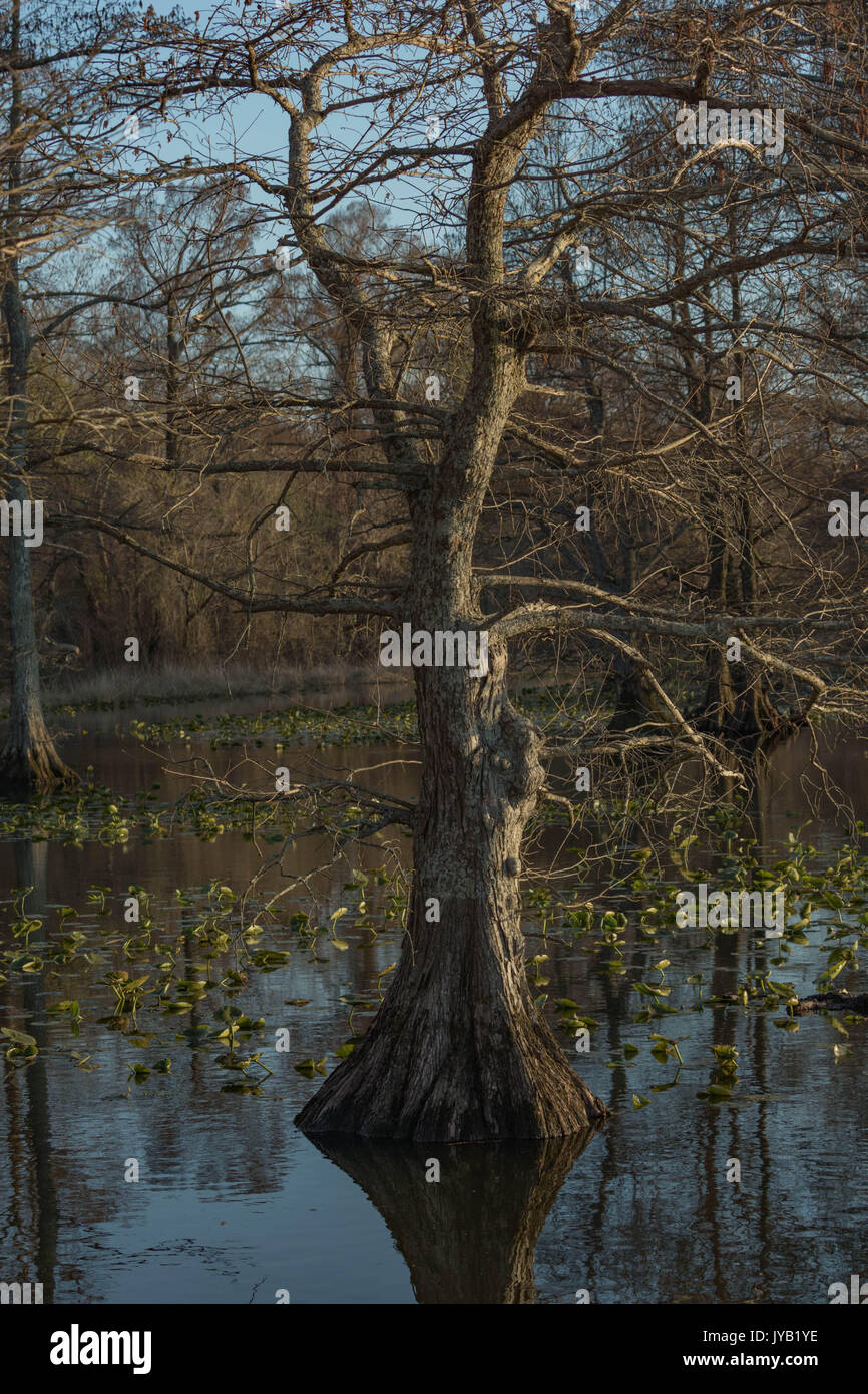 Cipressi sul lago Reelfoot Foto Stock