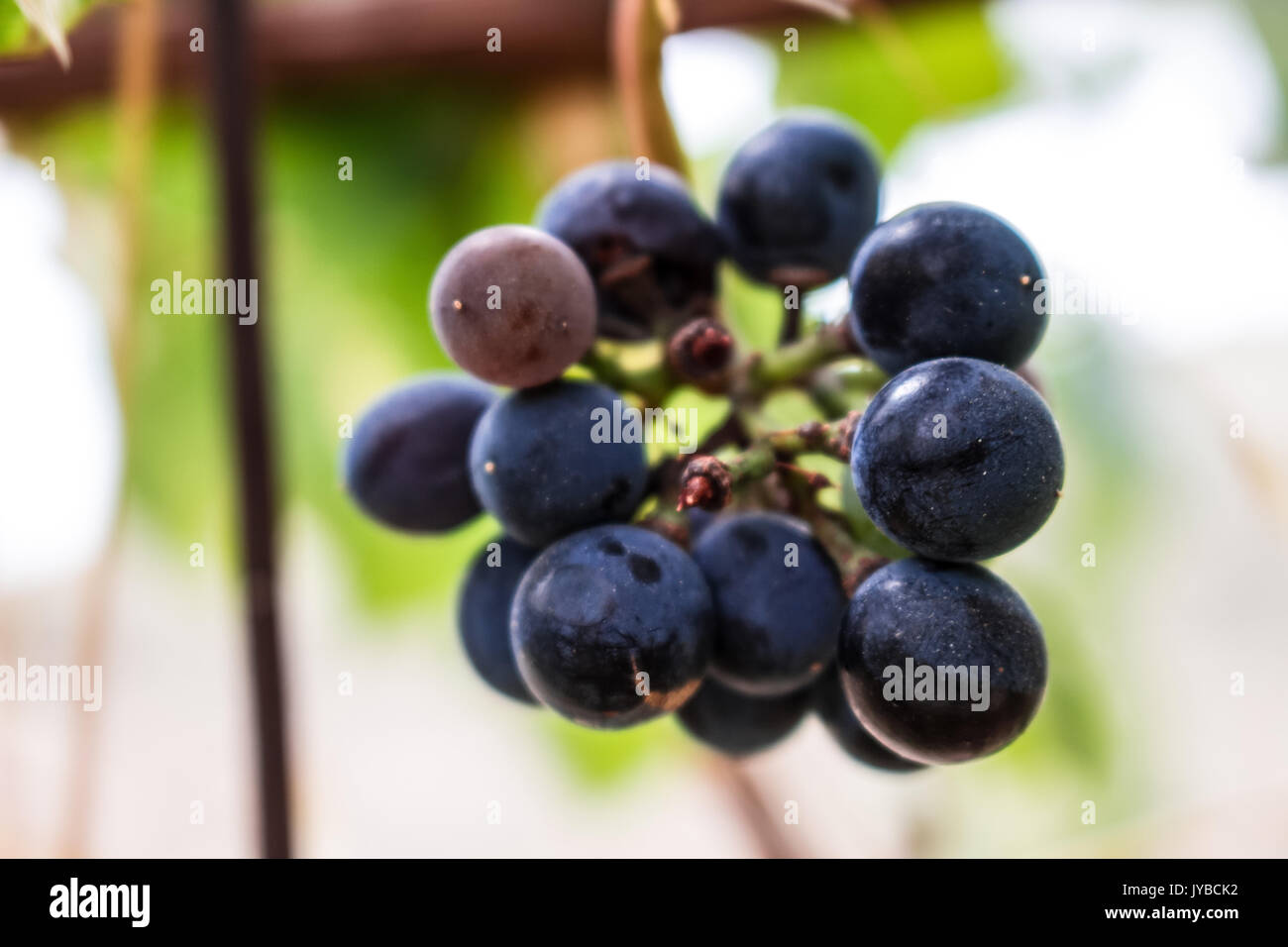Uva. grappolo di uva. frutti maturi. pianta mediterranea. Foto Stock