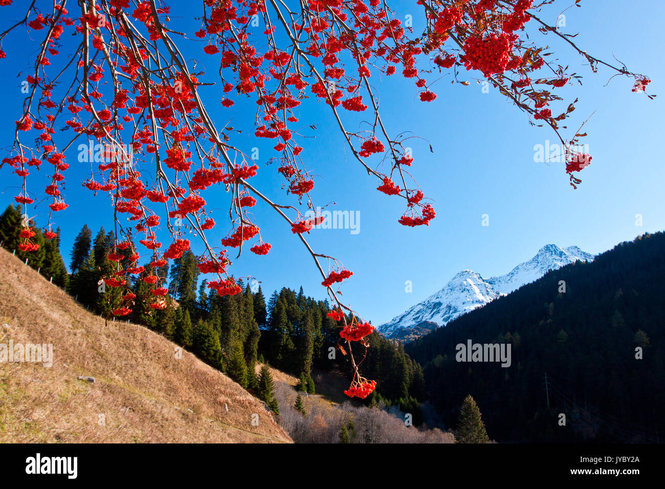 Red rowan frutti cornice alla sommità del Piz la Margna sulla strada che porta al Passo del Maloja. Engadina Grigioni Svizzera. Europa Foto Stock