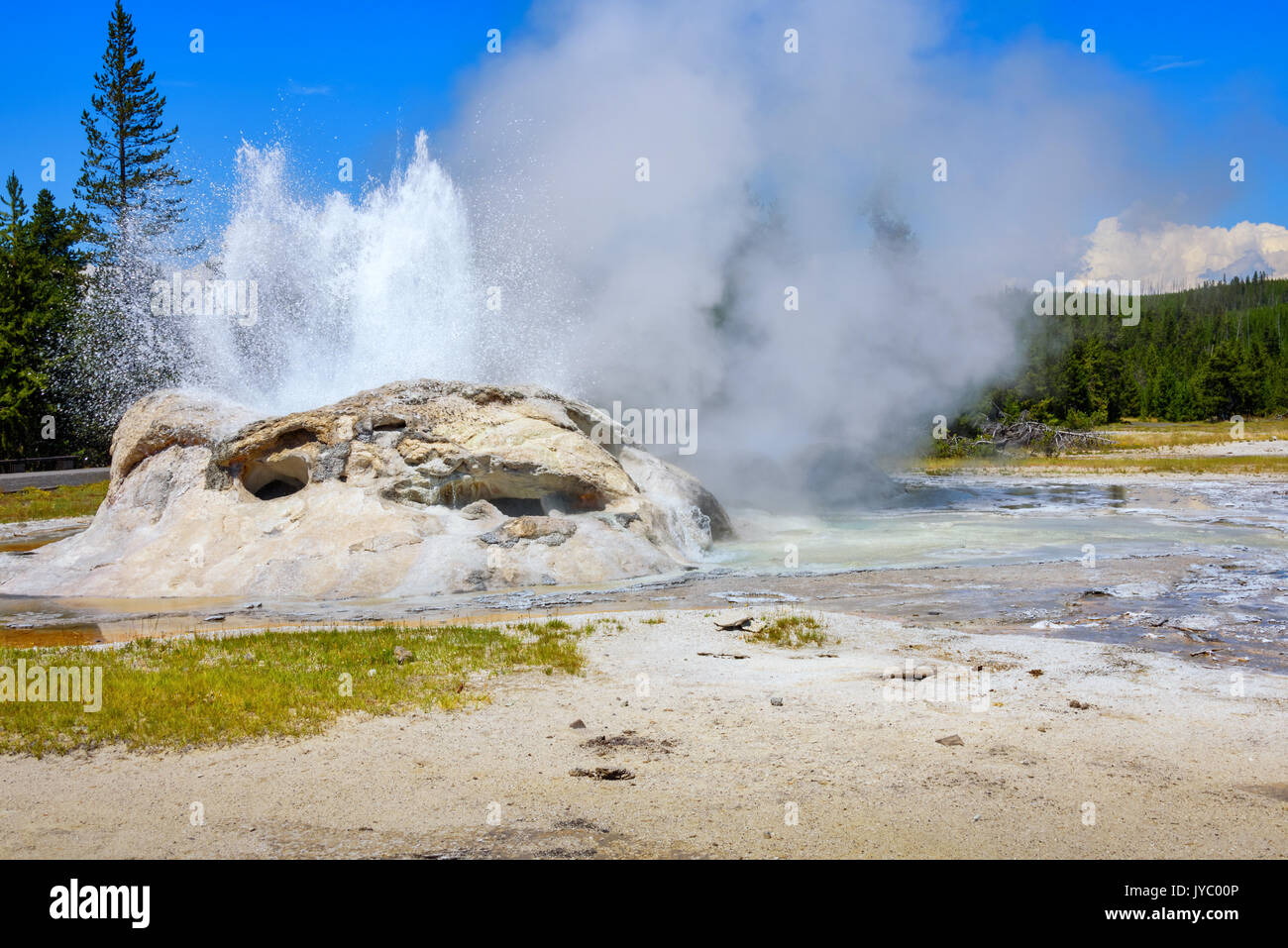 Primo piano della vaporizzazione, eruttando grotto geyser in Upper Geyser Basin. Il parco nazionale di Yellowstone Foto Stock