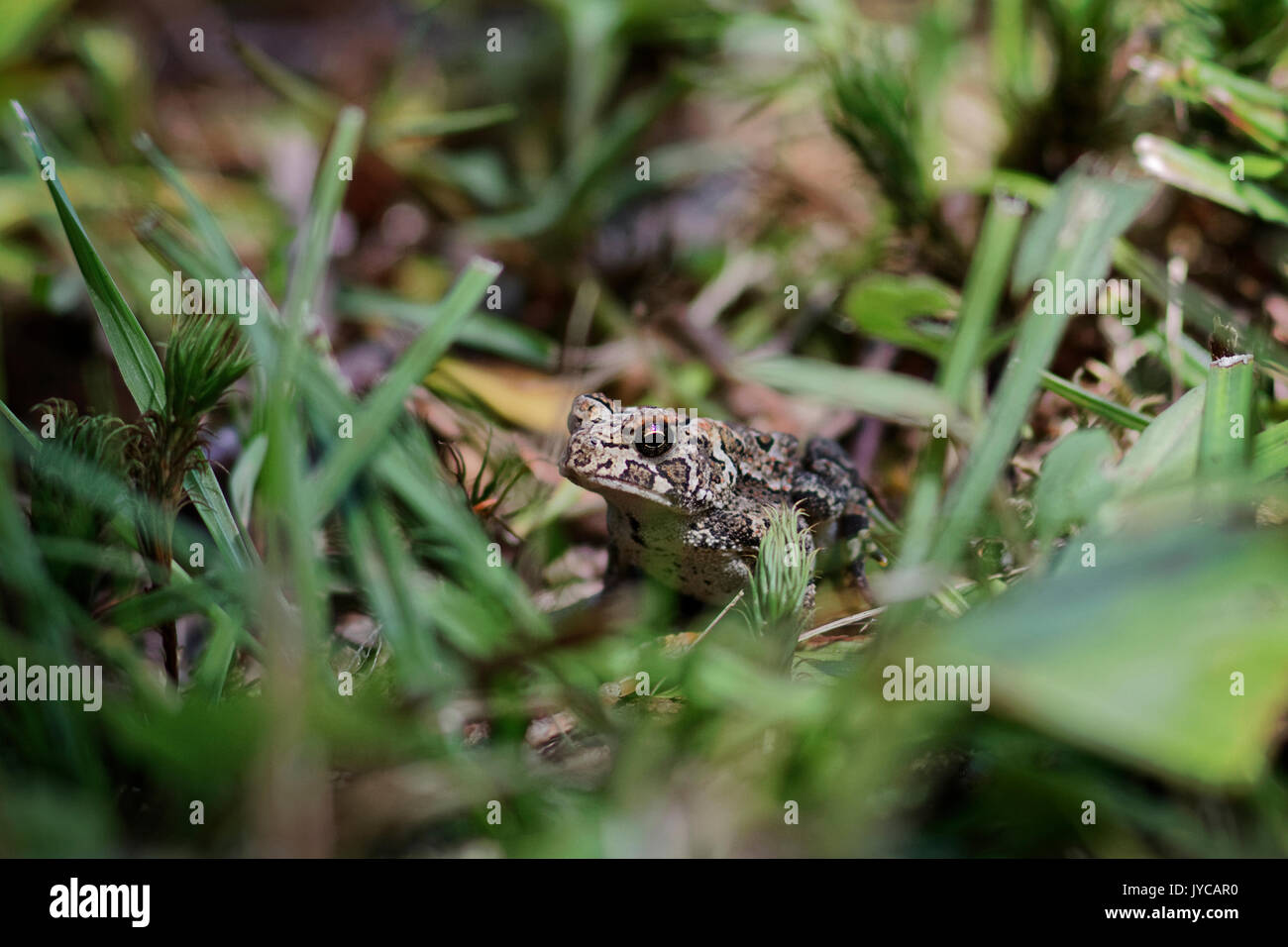 Rana marrone nascondere in erba Foto Stock