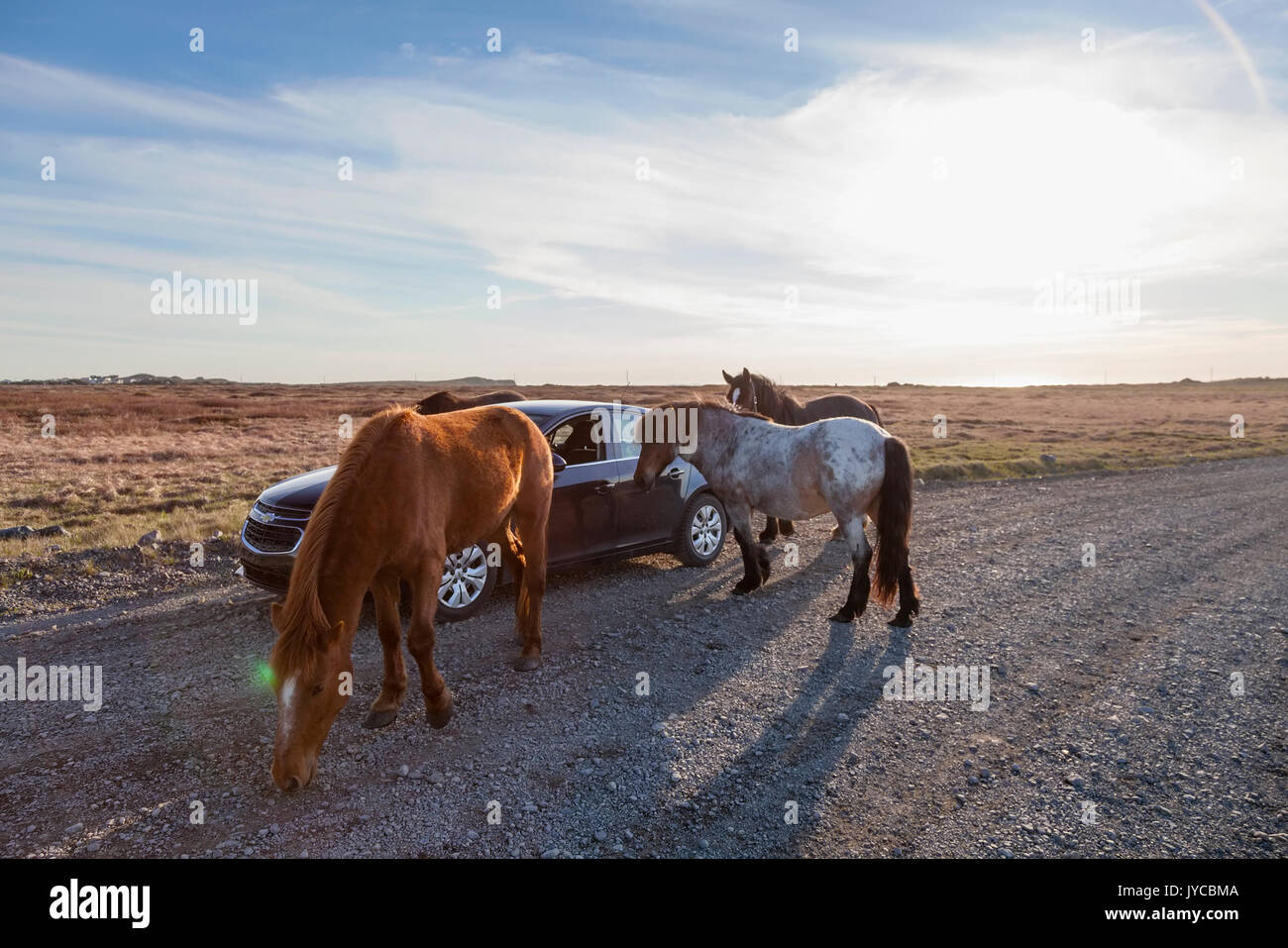 Curioso di cavalli in piedi nella parte anteriore di una macchina su una strada sterrata in Terranova e Labrador, Canada. Foto Stock