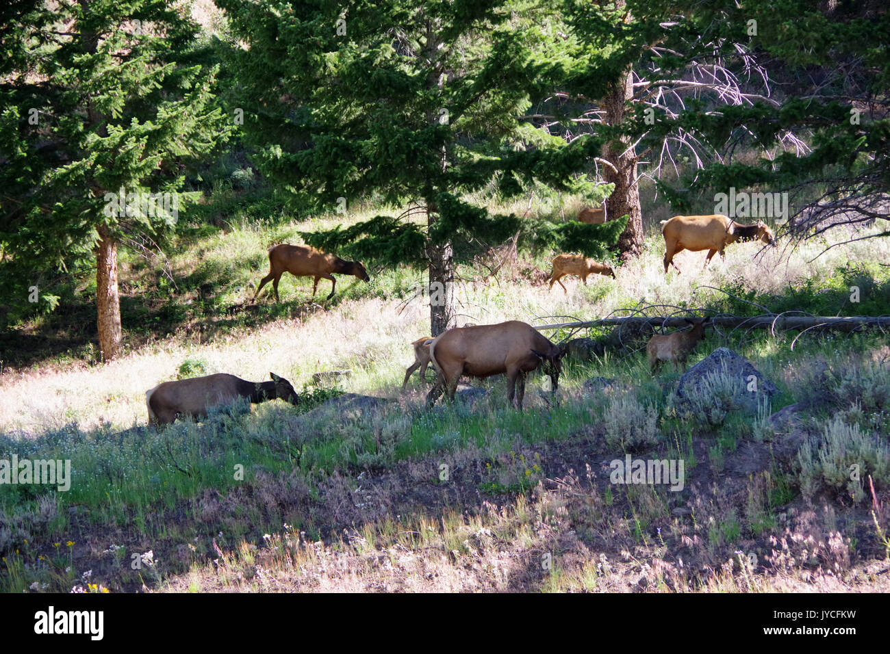 Allevamento di alci pascolare nel parco di Yellowstone Foto Stock