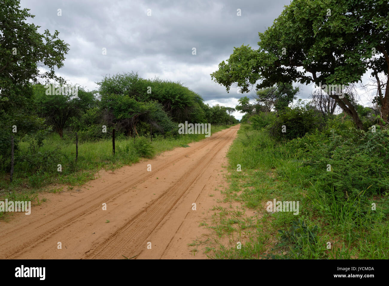 Fattoria di caccia Wildacker: Strada sabbiosa attraverso campi coltivati rupp. Bush nel nord Kalahari, stagione piovosa Grootfontein Distr., Otjozondjupa Namibia Foto Stock