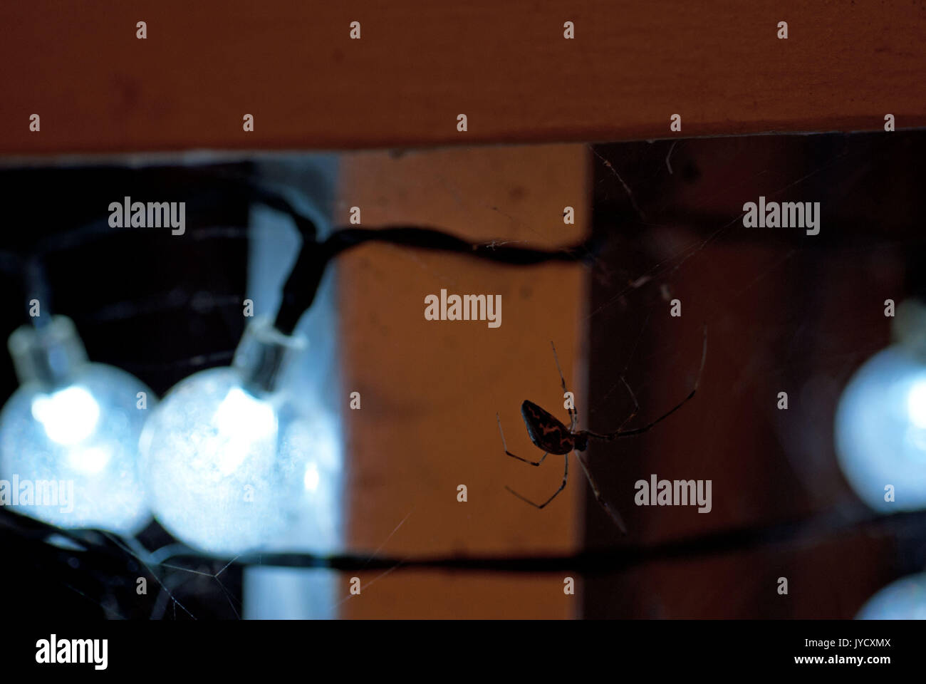 Riprese macro di spiderwebs costruita sulla sfera bluastra luci di stringa Foto Stock