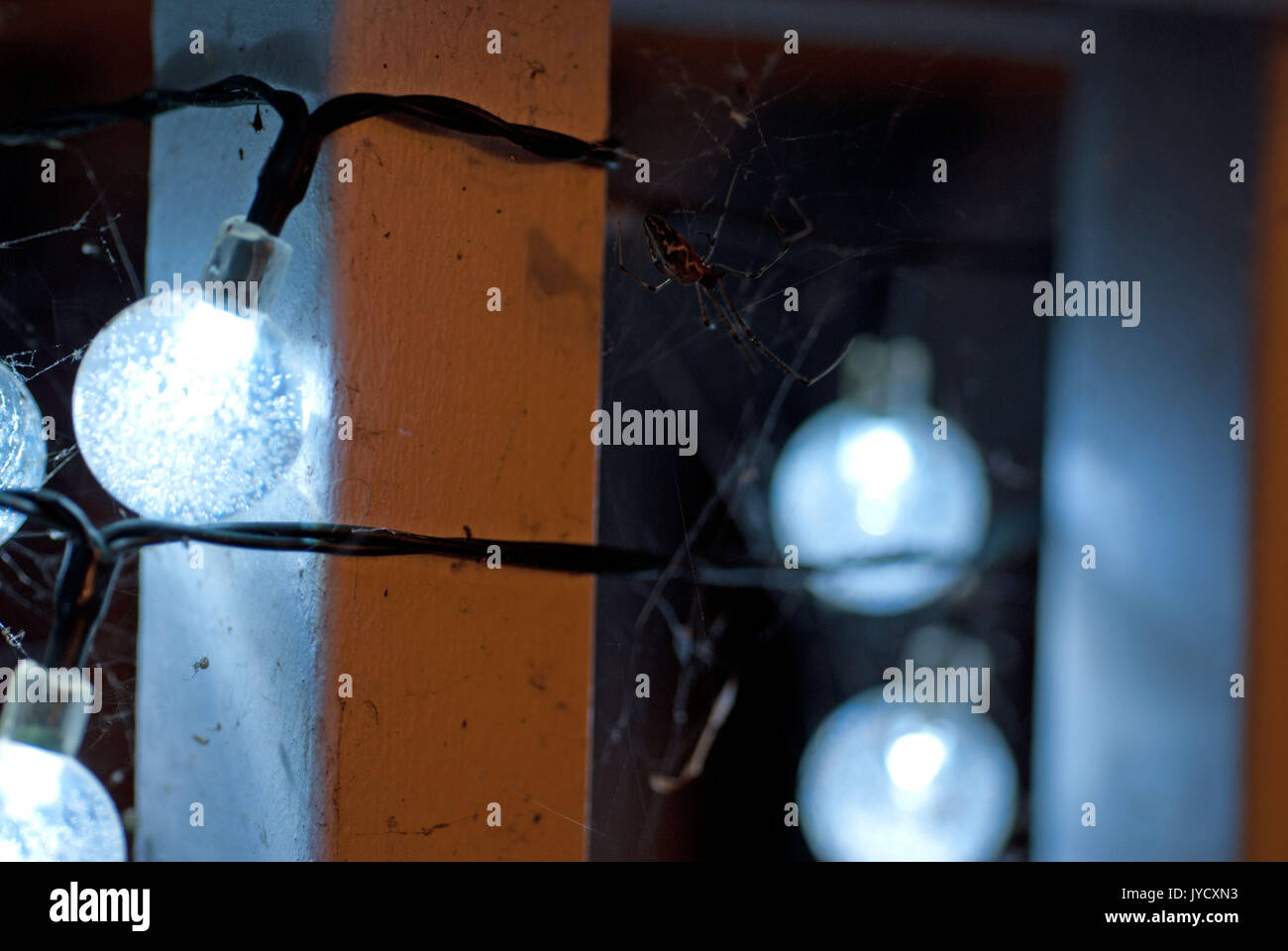 Riprese macro di spiderwebs costruita sulla sfera bluastra luci di stringa Foto Stock