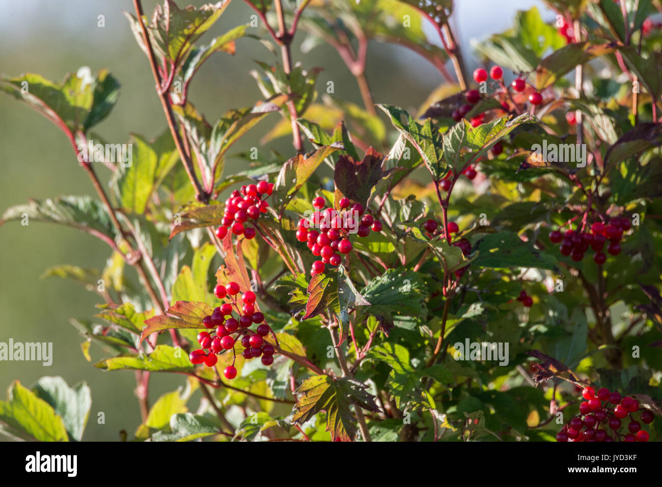 Viburnum opulus. Viburno-rose in autunno la frutta. Regno Unito. Foto Stock