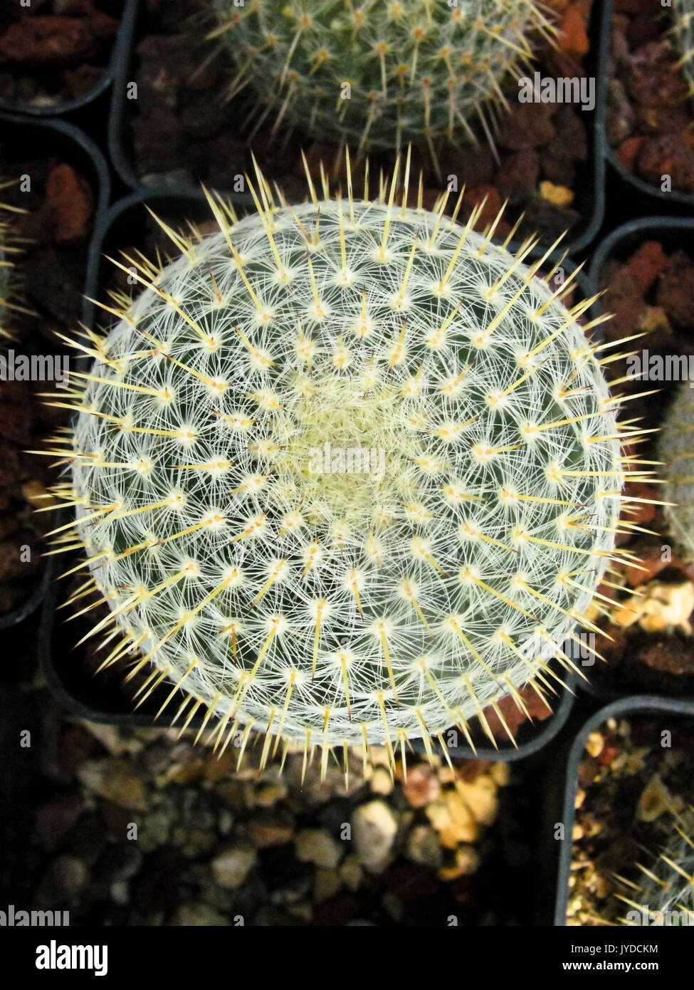 Cactus sfera d'argento Foto Stock