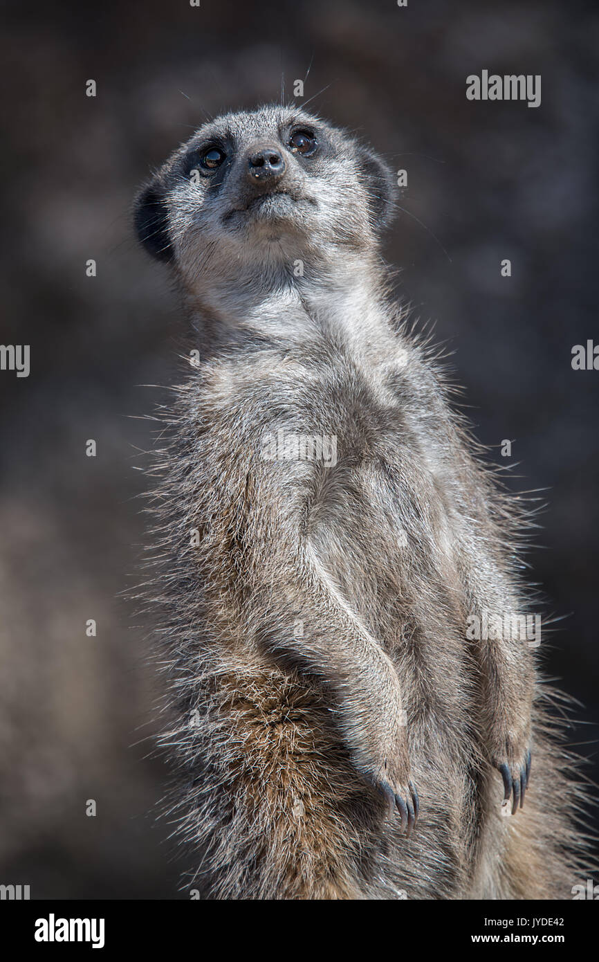 Chiudere tre quarto ritratto di un permanente meerkat sporgersi leggermente indietro a guardare in alto in posizione verticale Foto Stock
