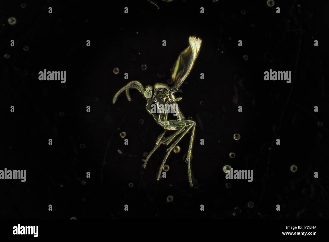 La luce riflessa Micrografia di un oro-rivestito (per SEM) moscerino fungo (dimensioni di circa 2mm) Foto Stock