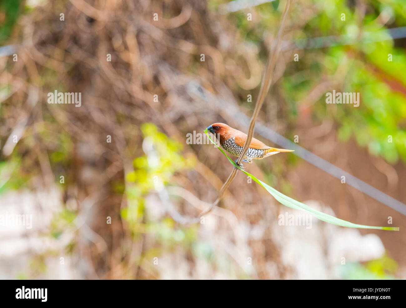 Bird tenendo una foglia in bocca per costruire il nido Foto Stock