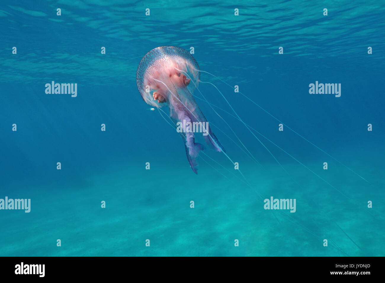 Un mauve stinger meduse Pelagia noctiluca sott'acqua vicino alla superficie di acqua nel mare Mediterraneo, Calabira,Tropea, Italia Foto Stock