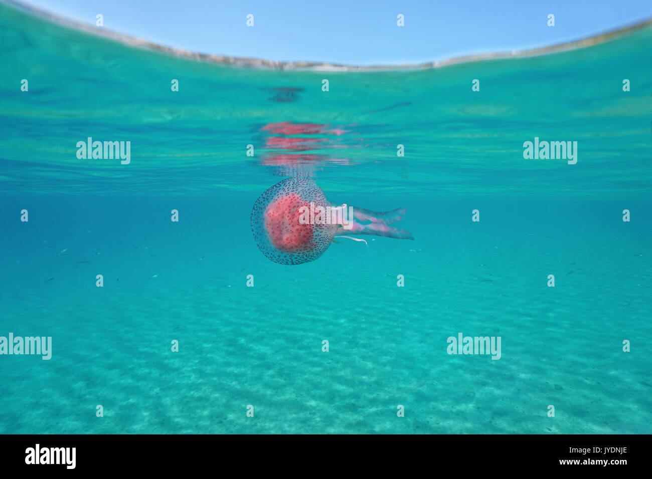 Un mauve stinger meduse Pelagia noctiluca underwater al di sotto della superficie dell'acqua, mare Mediterraneo, spagna Costa Brava, Girona, Catalogna Foto Stock