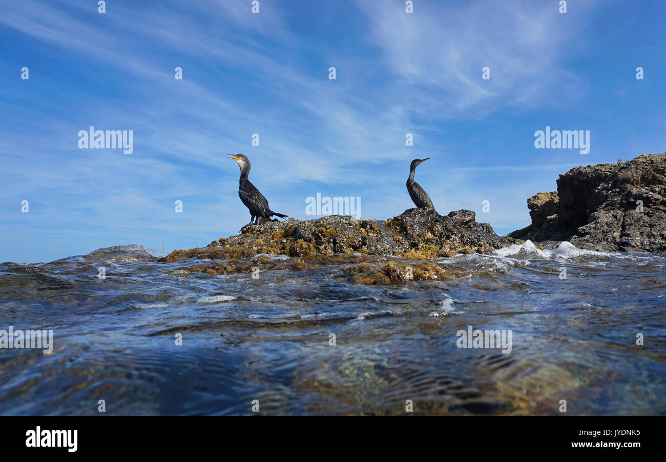 Due uccelli cormorani in appoggio su di una roccia in riva al mare, visto dalla superficie di acqua, mare Mediterraneo, spagna Costa Brava, El Port de la Selva, la Catalogna Foto Stock