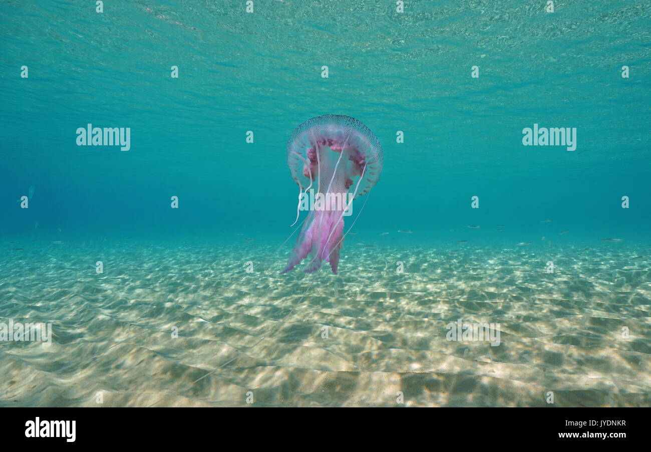 Un mauve stinger meduse Pelagia noctiluca underwater tra un fondale sabbioso e la superficie dell'acqua, mare Mediterraneo, spagna Costa Brava, Catalunya Foto Stock