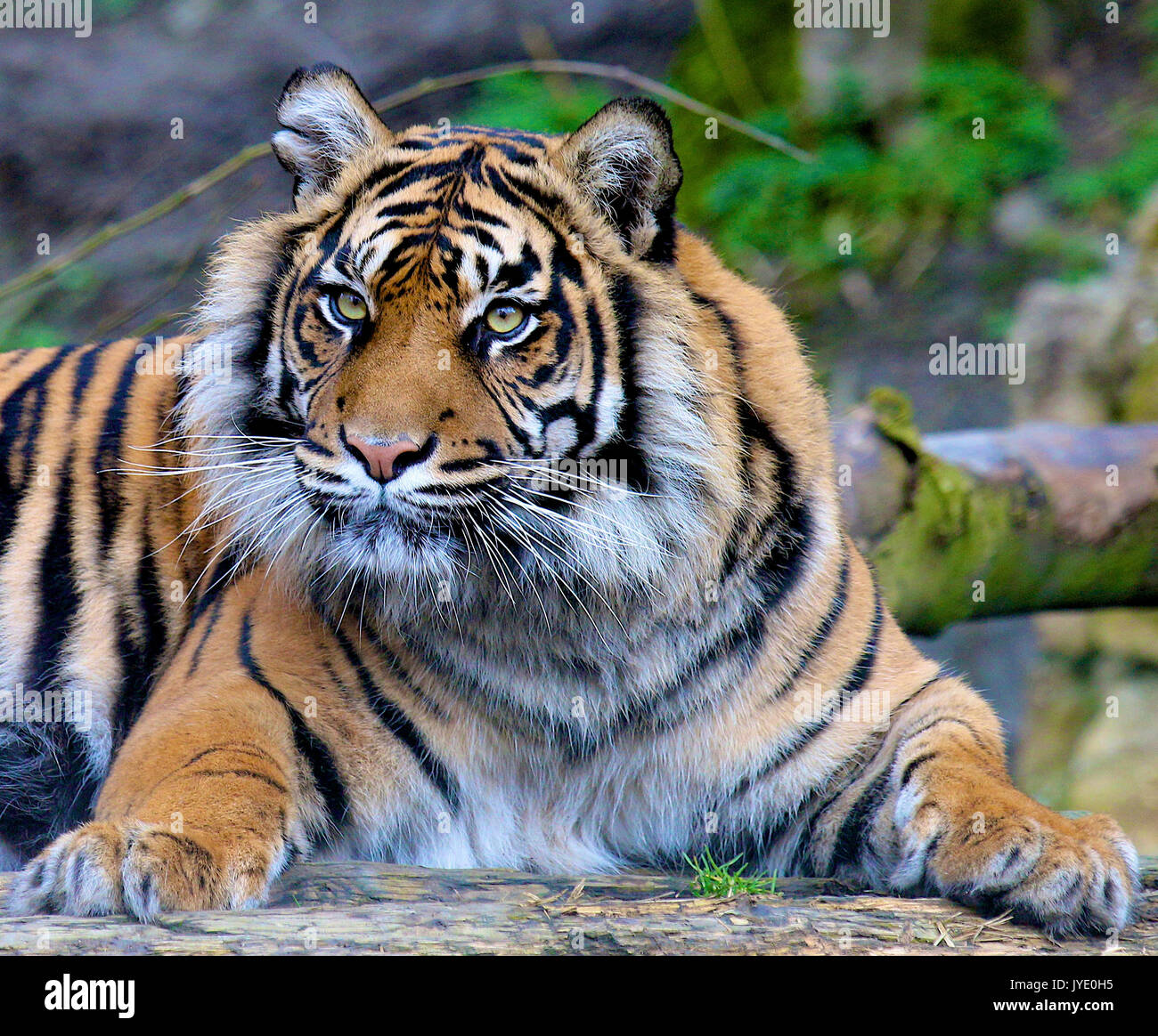 Rara tigre di Sumatra nella maestosa pongono Foto Stock