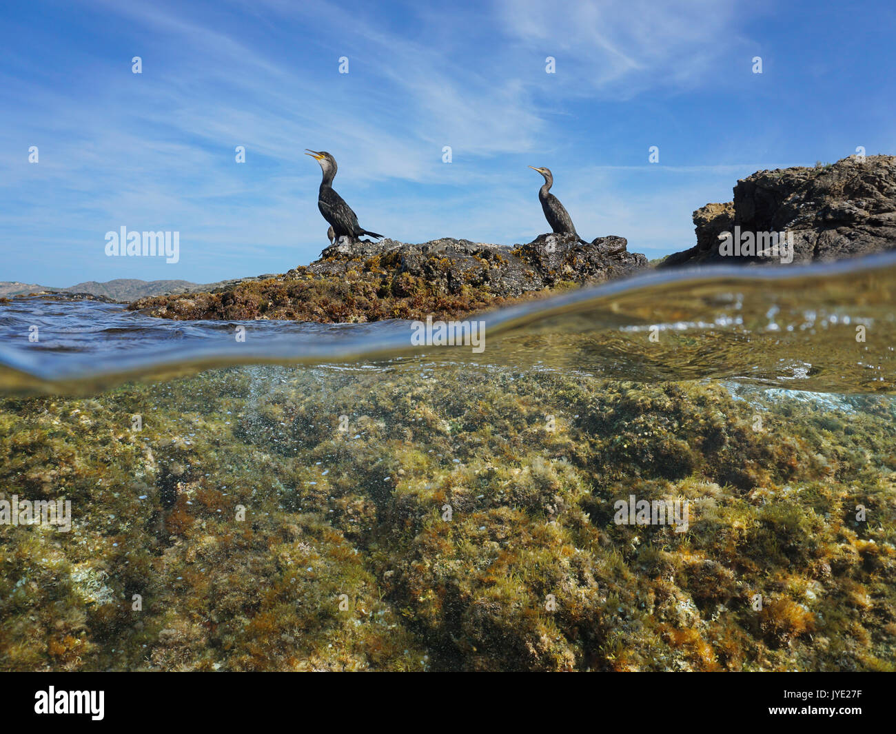 Al di sopra e al di sotto della superficie del mare due uccelli cormorani in appoggio su di una roccia e diviso dalla linea di galleggiamento alghe sottomarine, Mediterraneo, spagna Costa Brava Foto Stock