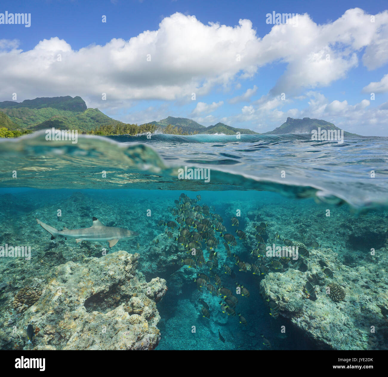 Al di sopra e al di sotto della superficie del mare, scuola di pesce con un sottomarino di squalo e delle onde che si infrangono sulla barriera corallina, Huahine isola, oceano pacifico, Polinesia Francese Foto Stock