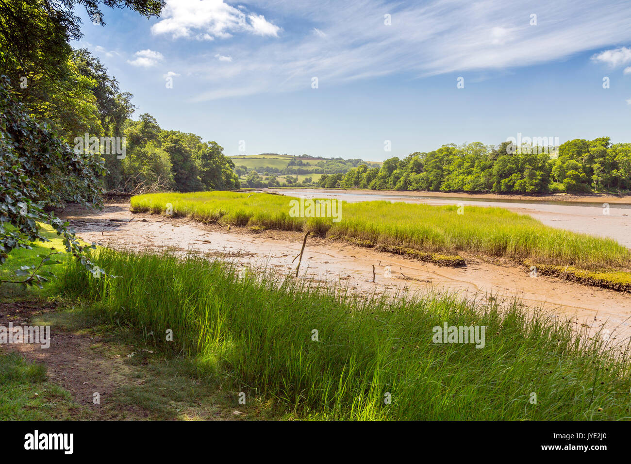 Una tranquilla boschiva tratto del fiume Dart a bassa marea nei pressi di Sharpham, Devon, Inghilterra, Regno Unito Foto Stock