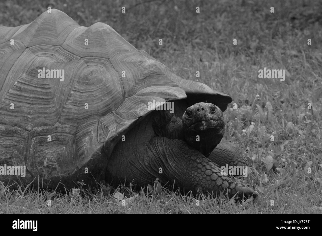 Tartaruga Galapagos Foto Stock