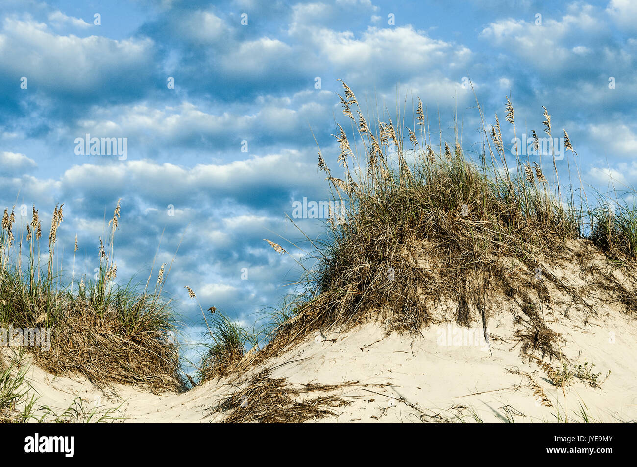 Tumulo di dune di sabbia e il mare di avena, Outer Banks, caolina DEL NORD, STATI UNITI D'AMERICA. Foto Stock
