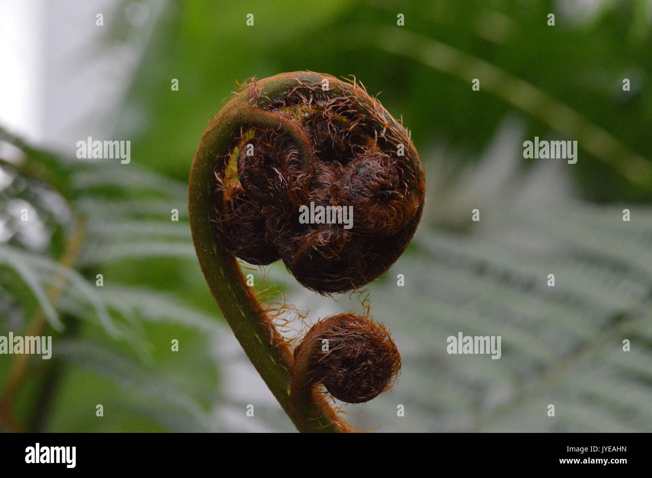 Felci Fiddlehead Foto Stock