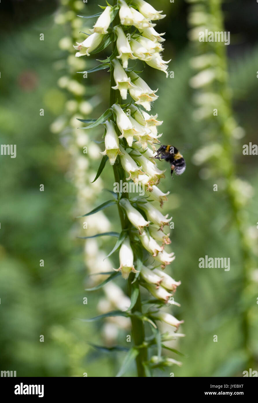 Bombus lucorum su Digitalis lutea fiori. Foto Stock