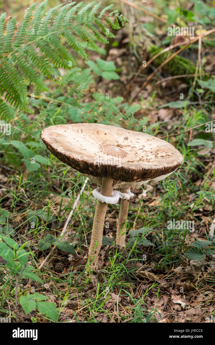 Parasol (Macrolepiota procera) Foto Stock