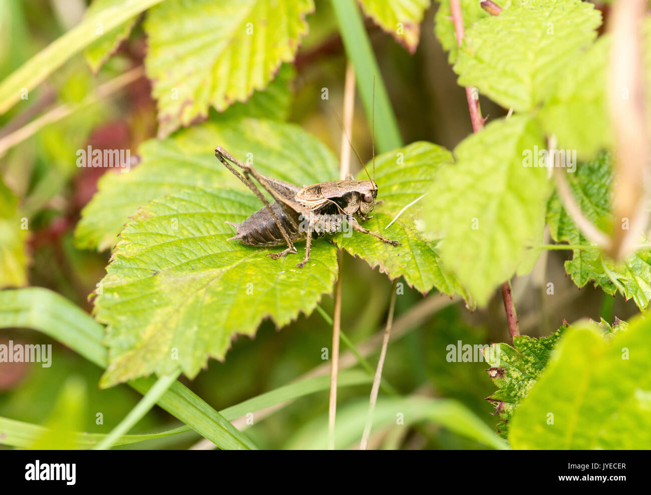 Dark bush-cricket (Pholidoptera griseoaptera) Foto Stock