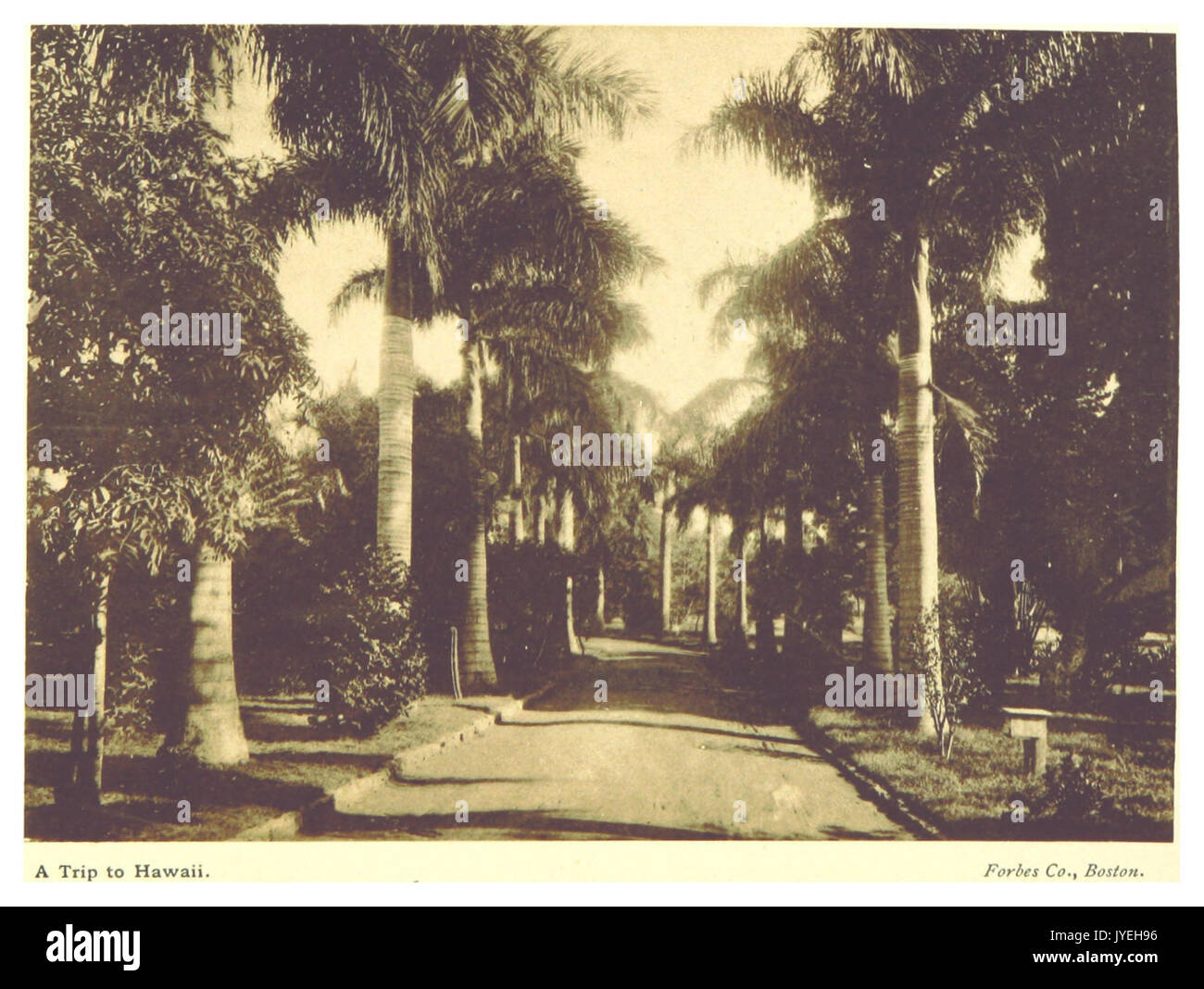 STODDARD(1892) PG55 Avenue di Royal Palms Honolulu Foto Stock