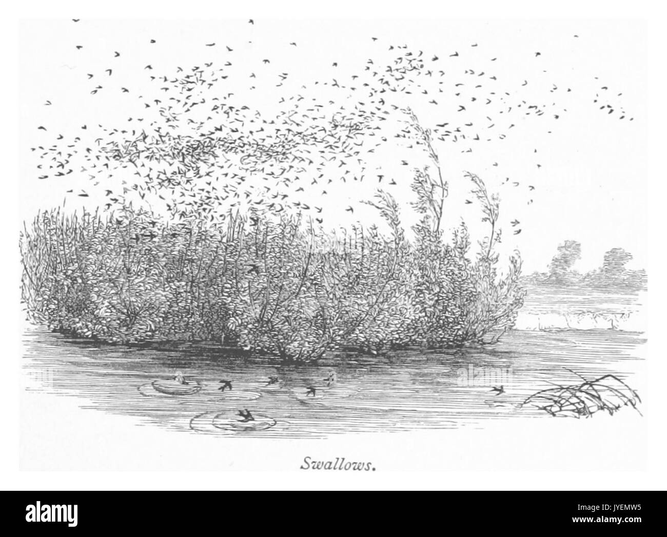 RO(1875) P047 rondini Foto Stock