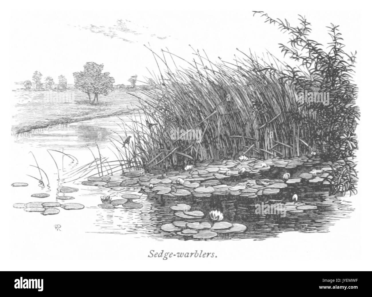 RO(1875) P116 SEDGE CAPINERE Foto Stock
