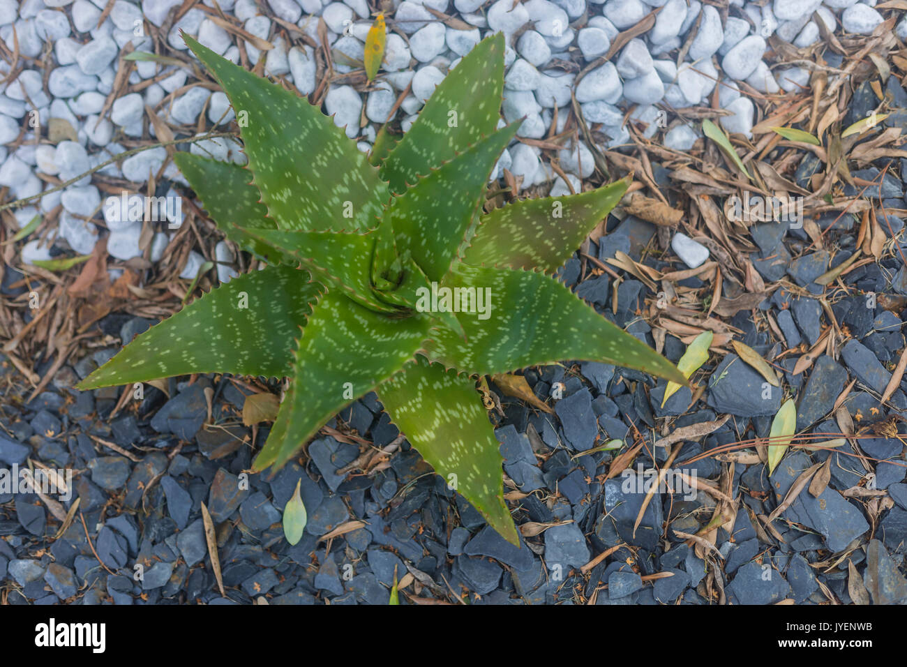 Noto anche come aloe Saponaria, sapone Aloe o Zebra Aloe, le foglie di questa pianta può essere utilizzato per creare il sapone. Foto Stock