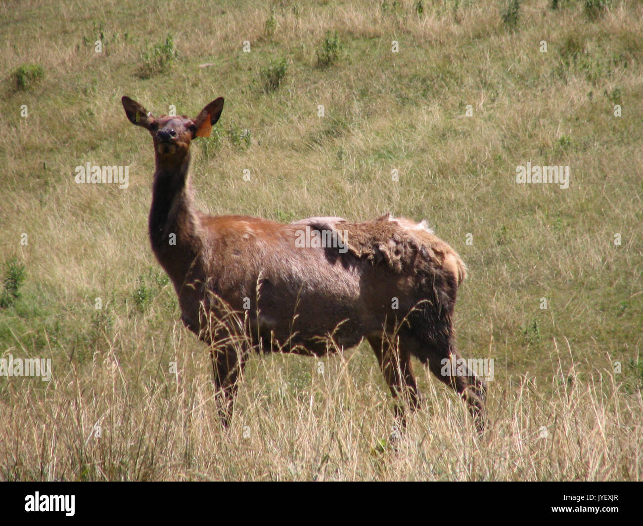 Un felice elk nei pressi di Caledonia, Elk County, Pa. Foto Stock